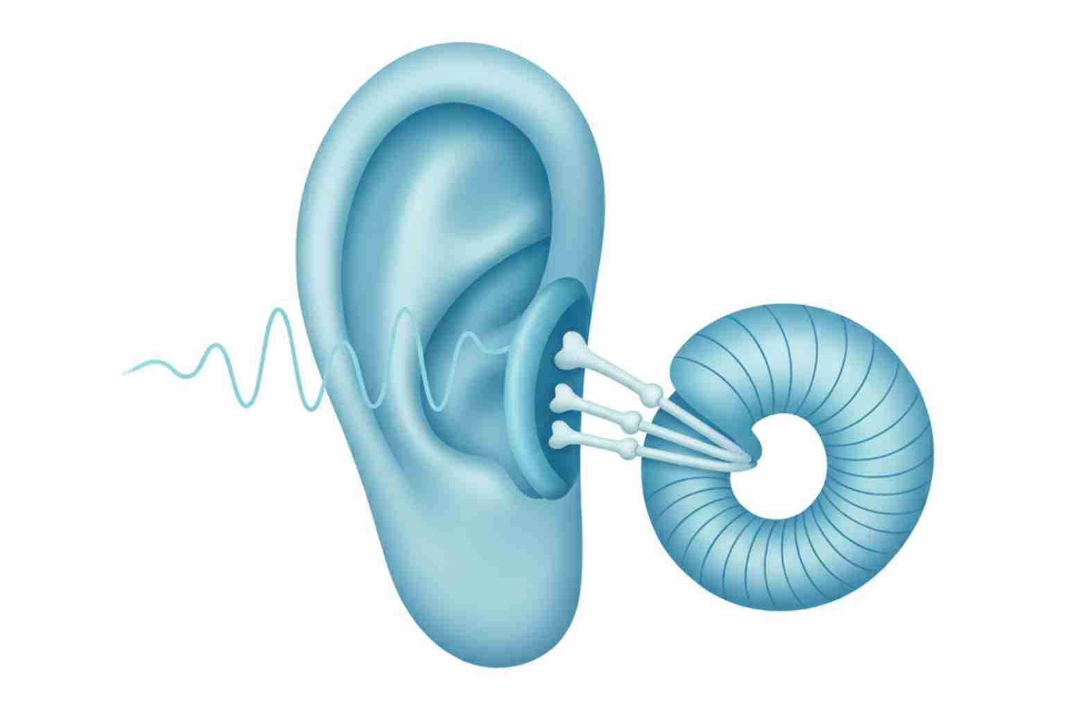 Air conduction and bone conduction paths through the ear