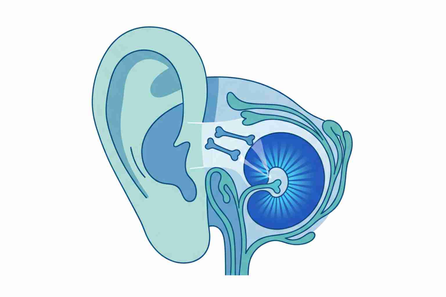 Medical illustration cross section of the outer ear, middle ear, and inner ear with cochlea highlighted