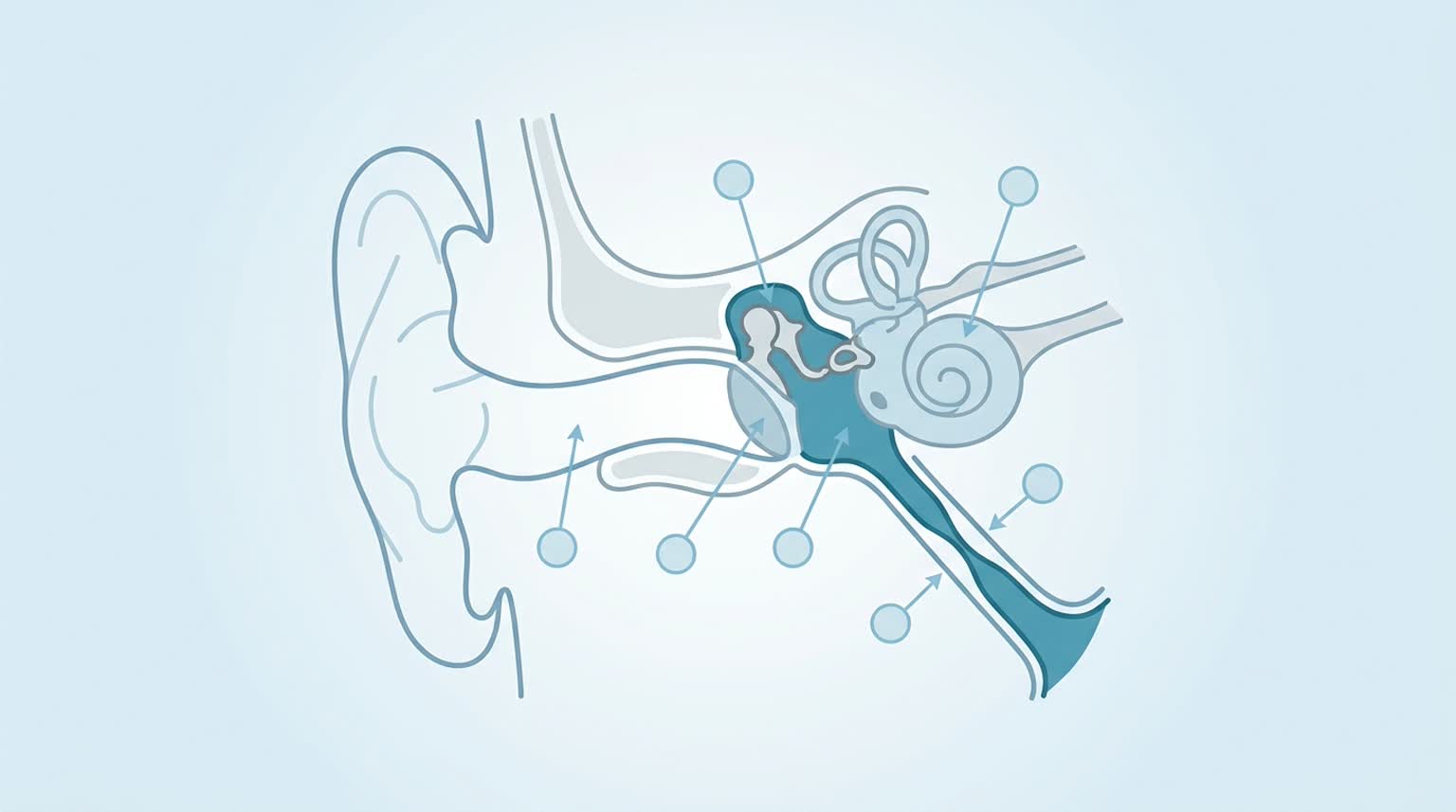 Medical illustration showing how to unclog ears and ear anatomy