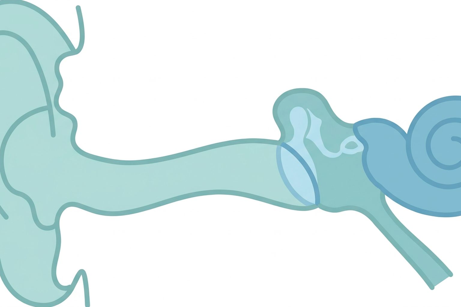 Cross section of the human ear in blue teal medical illustration