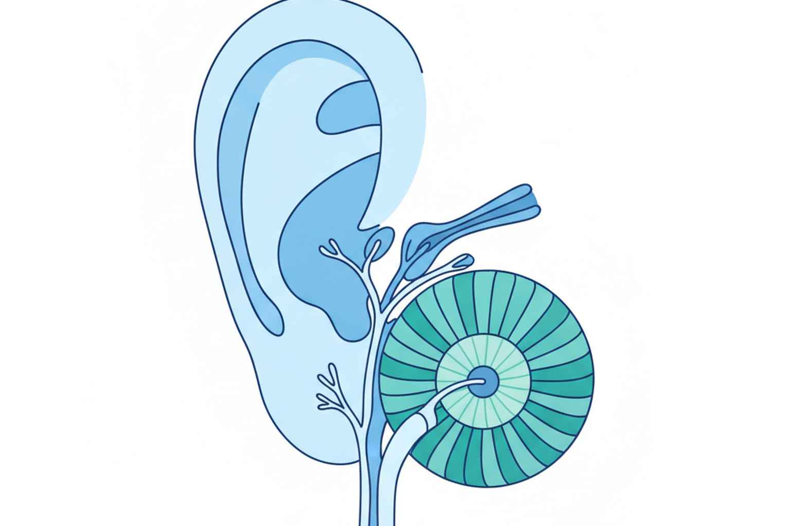 Types of hearing loss explained by licensed hearing specialists