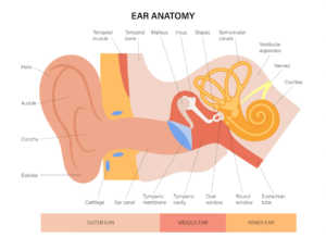 Diagram of Inner, Middle, and Outer Ear