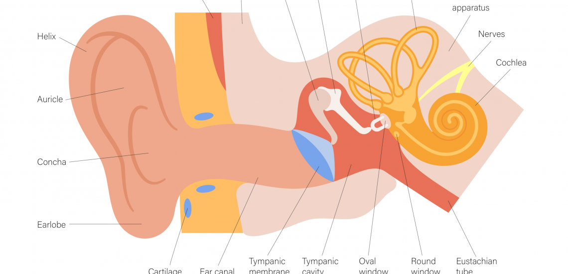 Diagram of Inner, Middle, and Outer Ear