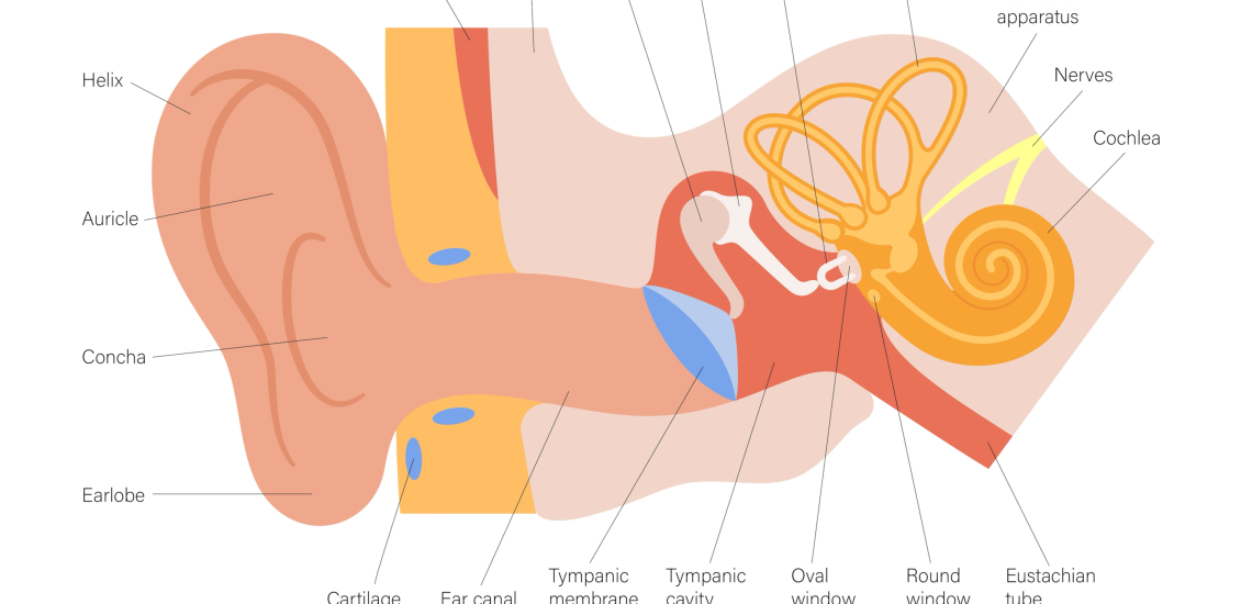 Diagram of Inner, Middle, and Outer Ear